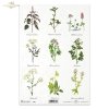 uchnia, spices, herbs, herbs, herbarium, herbarium, basil, oregano, marjoram, clover, wild slime, R402